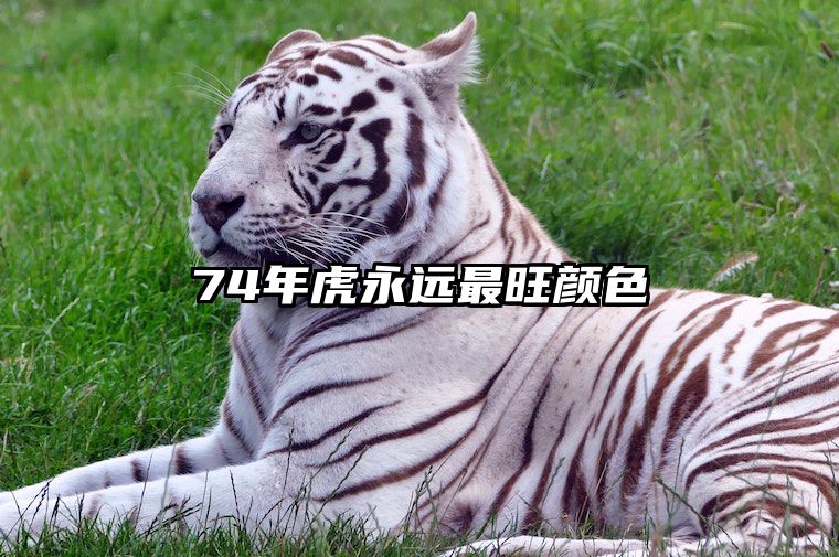 74年虎永远最旺颜色 属虎女永远最旺的颜色