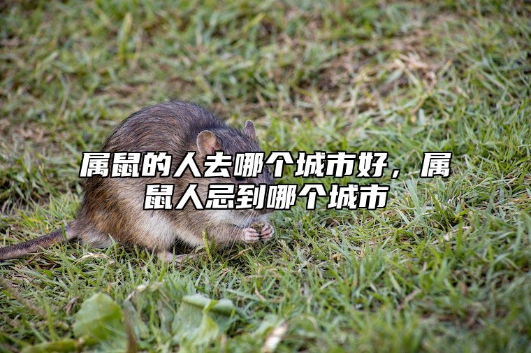 属鼠的人去哪个城市好，属鼠人忌到哪个城市 属鼠适合在哪个城市定居