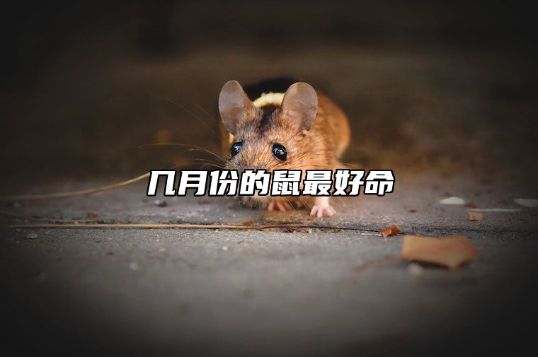 几月份的鼠最好命 几月份的属鼠比较好命