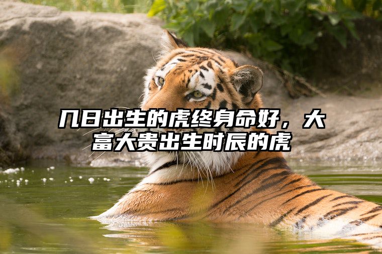 几日出生的虎终身命好，大富大贵出生时辰的虎 属虎的几日出生