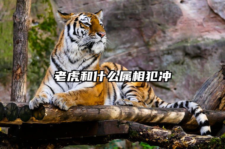老虎和什么属相犯冲 虎的克星第一名