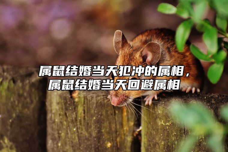 属鼠结婚当天犯冲的属相，属鼠结婚当天回避属相 属鼠结婚冲鼠怎么办