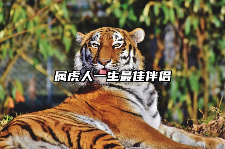属虎人一生最佳伴侣 属虎人一生最佳伴侣婚配女比男大二岁好吗