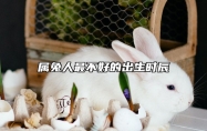 属兔人最不好的出生时辰 十兔九苦最命苦的兔几月出生