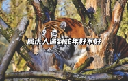 属虎人遇到蛇年好不好 属虎人背后的小人是谁