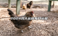 2024鸡人运程每月运程 2024属鸡的运势和财运