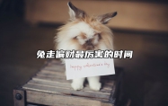 兔走偏财最厉害的时间 属兔偏财位在哪个方向