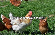 属鸡的人家中放什么最旺 属鸡的人家中放什么最旺风水