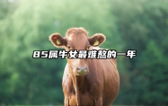 85属牛女最难熬的一年 属牛的人一旦离婚了会怎么办