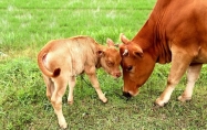 属牛适合添丁的年份有哪些? 属牛的宜生什么宝宝