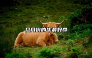 几月份的牛最好命 富贵牛一般生在几月