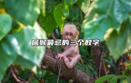属猴最忌的三个数字 属猴最忌讳的三个生肖