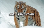 属虎一生最旺3个楼层 3楼最旺三个属相