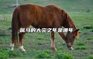属马的大灾之年是哪年 2025马人躲不过的劫