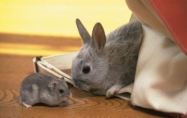 兔鼠生肖配对姻缘 兔与鼠的婚姻相配吗