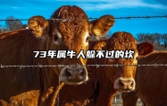 73年属牛人躲不过的坎 73年属牛人三大坎