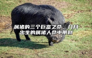 属猪的三个巨富之命，几月出生的属猪人命中带财 属猪最富贵的出生月份