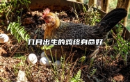 几月出生的鸡终身命好 几点出生属鸡是帝王之命