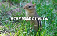 1972年属鼠的五行属什么
