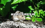 属鼠的下等婚配生肖 属鼠人的真爱是谁