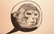 生肖猴今年多大年龄2024 2024年属猴的多大