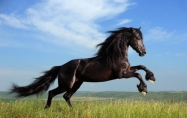 属马的几点出生最好 属马的人性格和优缺点
