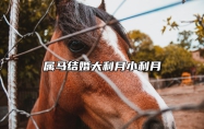 属马结婚大利月小利月 属马结婚的大利月