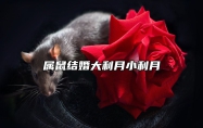 属鼠结婚大利月小利月 属鼠结婚当天忌属相