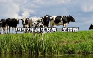 1997年属牛女的一生婚姻