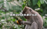 属猴正月出生是什么命 生肖猴出生在正月好不好