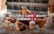 最旺鸡的五个属相 最旺鸡的属相是什么 最旺属鸡的是哪个属相