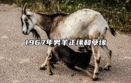 1967年男羊正缘和孽缘 67年失群之羊最后归宿