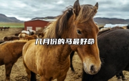 几月份的马最好命 富贵马一般生在几月