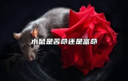 水鼠是苦命还是富命 