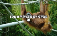 1968年苦命猴57岁后劫难 1968年苦命猴57岁后劫难生日2月13日