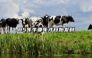 85年牛哪年才开始发财 85年牛女到40岁后财运