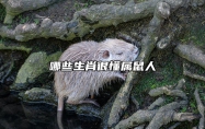 哪些生肖很懂属鼠人 什么生肖属鼠