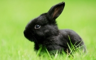 兔年最忌哪个月出生 兔年最好哪个月出生