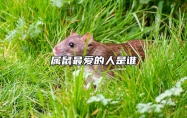 属鼠最爱的人是谁 属鼠老了靠谁养老