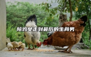 陪鸡女走到最后的生肖男 鸡女配什么生肖结婚最好