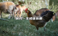 属鸡一生被谁折磨 属鸡一生坎坷
