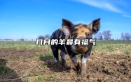 几月的羊最有福气 属羊人出生月的命运如何