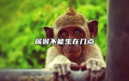 属猴不能生在几点 属猴不宜去的城市