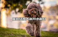 属狗结婚大利月小利月 属狗结婚利月是什么时候