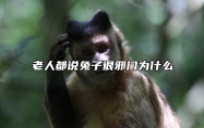 老人都说兔子很邪门为什么 谁能压住属兔人