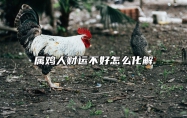 属鸡人财运不好怎么化解 属鸡人财运不好怎么化解呢