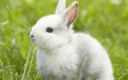 兔的正缘桃花是谁 属兔人命中注定的情人