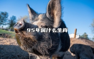 95年属什么生肖 95年属什么生肖配对最合适
