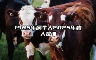 1985年属牛人2025年贵人是谁