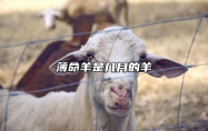 薄命羊是几月的羊 2025彻底翻身的生肖羊